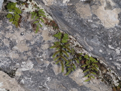 Cryptogramma stelleri image