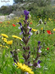 Salvia viridis