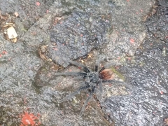 Dugesiella anitahoffmannae