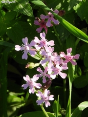 Silene aegyptiaca