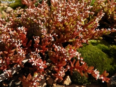 Sedum microcarpum