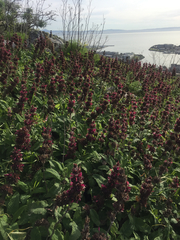 Salvia spathacea
