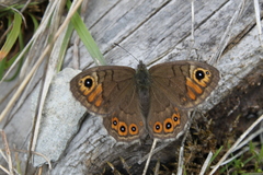 Lasiommata petropolitana