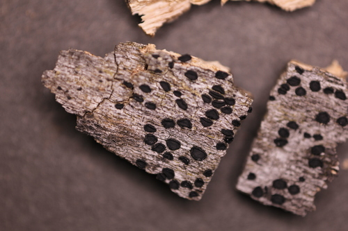 Patellaria atrata image