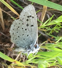 Icaricia icarioides missionensis
