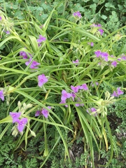 Tradescantia