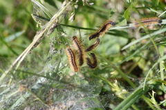 Malacosoma castrense