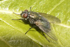 Eudasyphora cyanella
