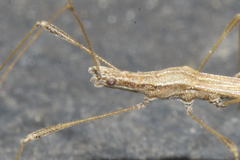 Neides tipularius