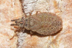 Aradus cinnamomeus