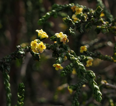 Thymelaea hirsuta