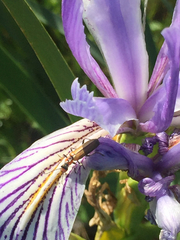 Iris longipetala