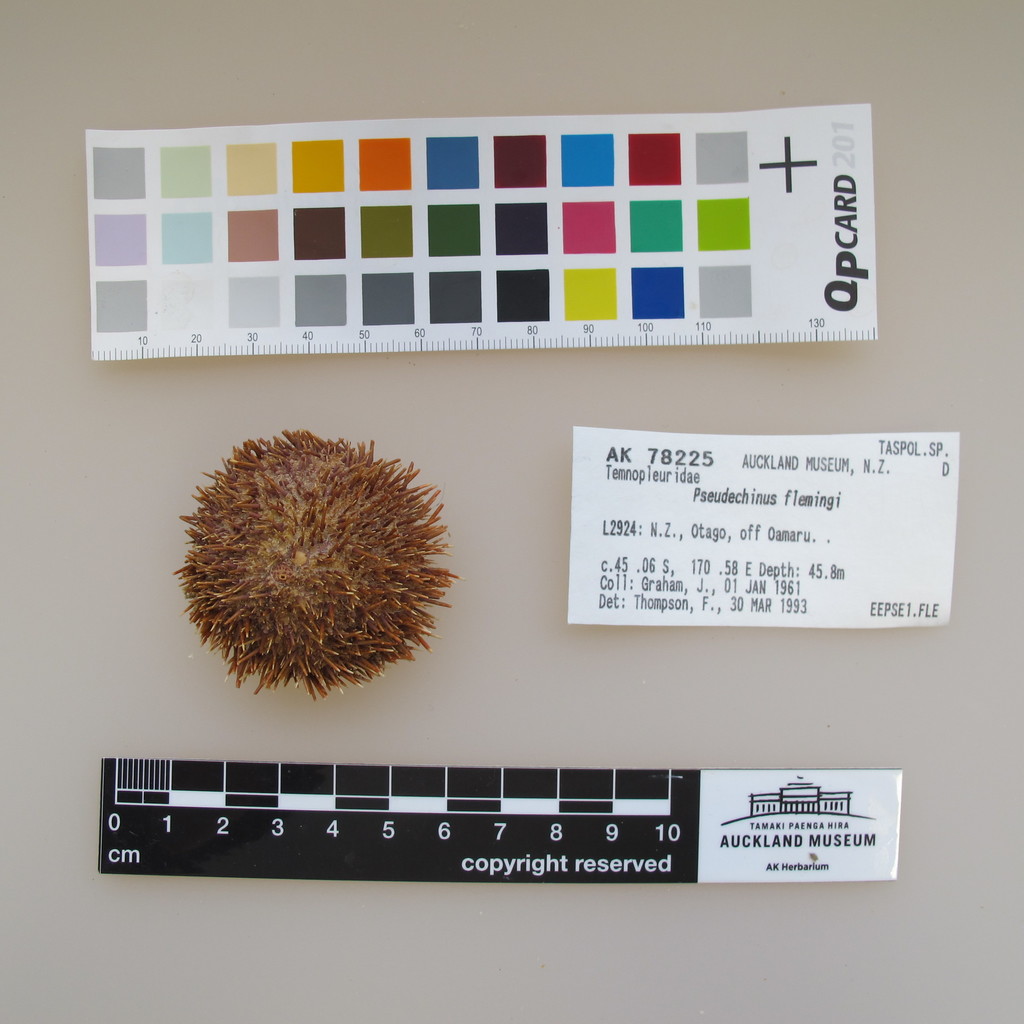 Pseudechinus flemingi