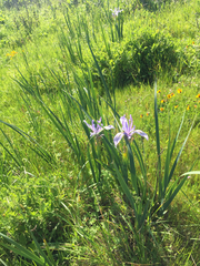 Iris longipetala