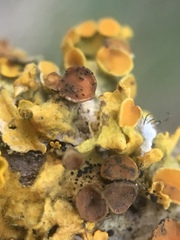 Arthonia parietinaria