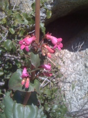 Penstemon clevelandii clevelandii