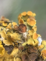 Arthonia parietinaria