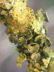 Arthonia parietinaria
