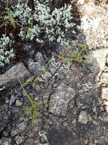 Granite Flatsedge (Cyperus granitophilus)