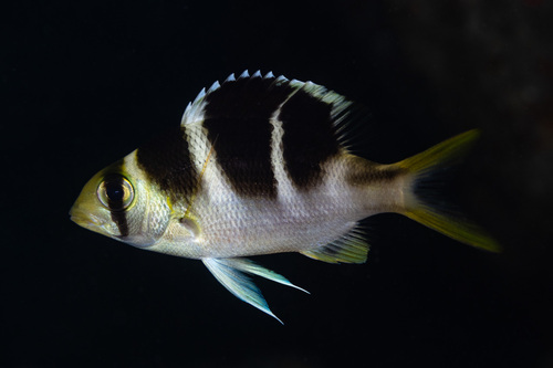 Bigeye barenose (Monotaxis grandoculis) — Lethrinidae