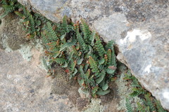 Asplenium cordatum
