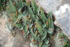 Asplenium cordatum