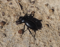 Coelocnemis dilaticollis