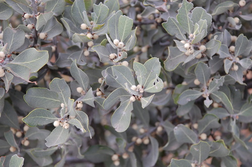 Image of Euclea tomentosa by (c) Charles Stirton, some rights reserved (CC BY-SA)