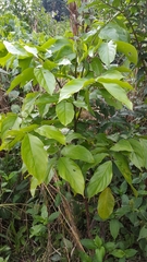 Cedrelinga cateniformis