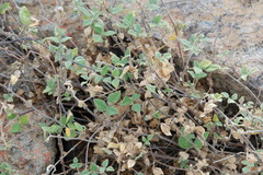 Rhynchosia schlechteri