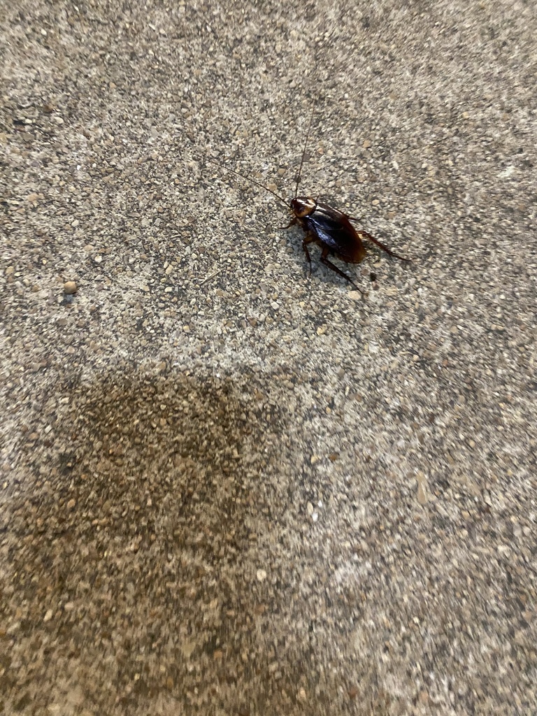 American Cockroach From United Southwest San Antonio TX US On   Large 