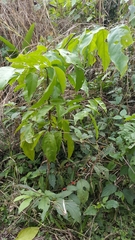 Cedrelinga cateniformis