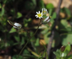Draba minima