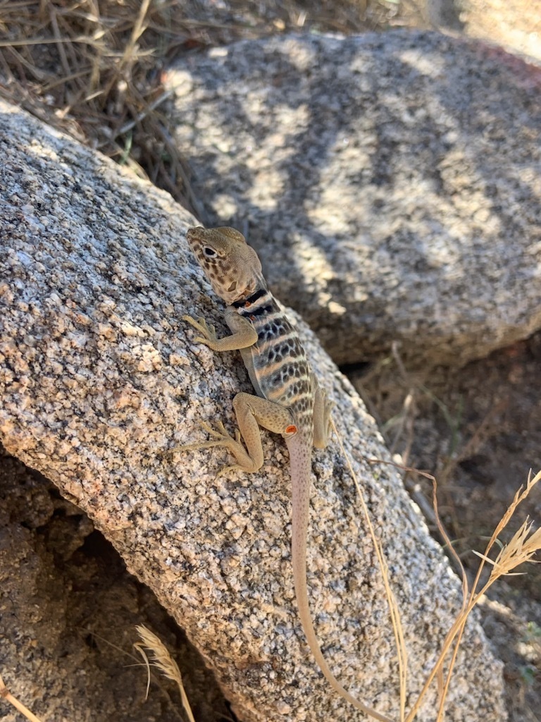 Baja California Collared Lizard From Imperial County, CA, USA On ...