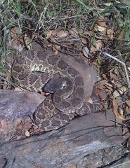 Crotalus oreganus