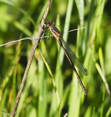 Lestes stultus