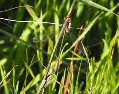Lestes stultus