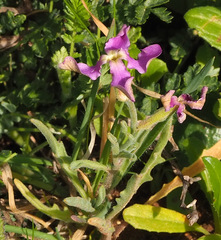 Matthiola longipetala livida