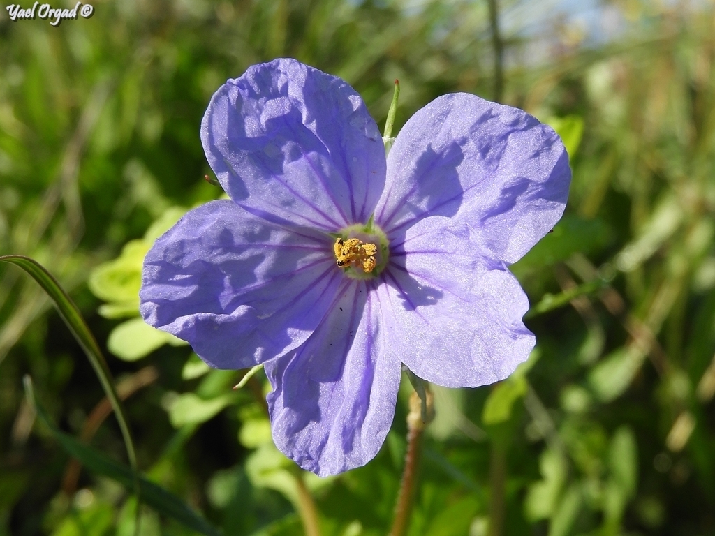 Erodium telavivense