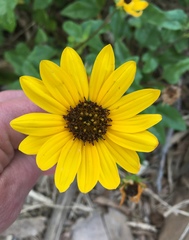 Helianthus debilis