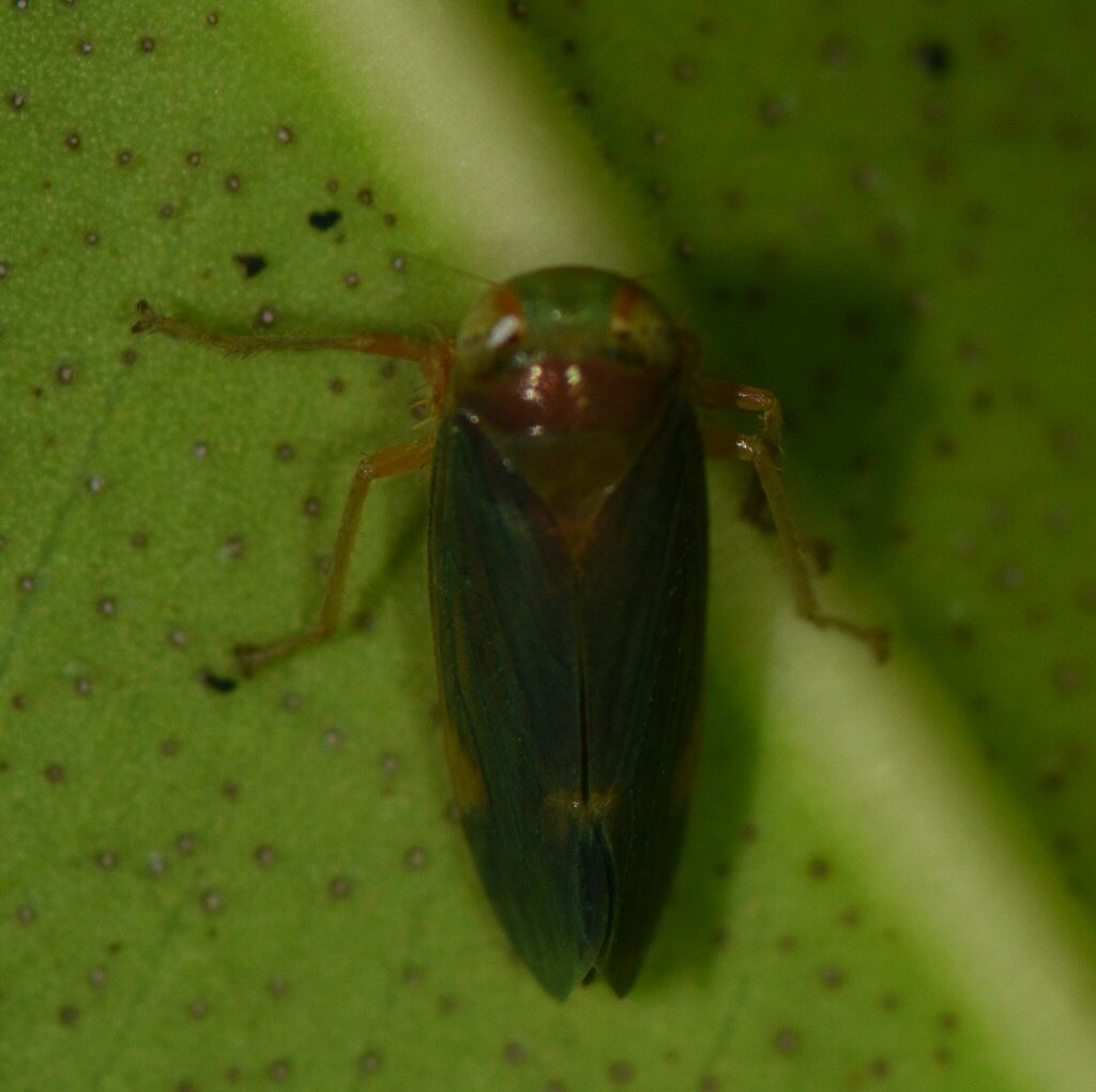 Jonaki Insect Jikradia from North Miami, FL, USA on September 15, 2023 at 11:22 PM by ...