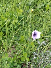 Anemone coronaria