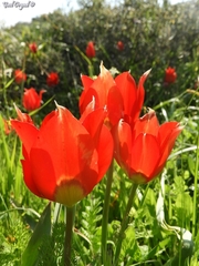 Tulipa agenensis