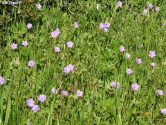 Erodium subintegrifolium