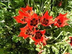 Tulipa agenensis