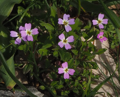 Malcolmia chia