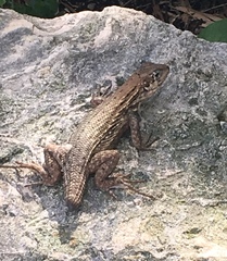 Leiocephalus carinatus