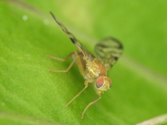 Acidia cognata