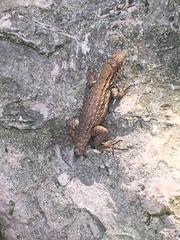 Leiocephalus carinatus