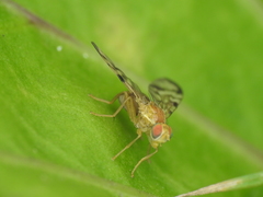 Acidia cognata